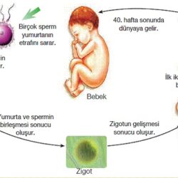 yasam-basliyor